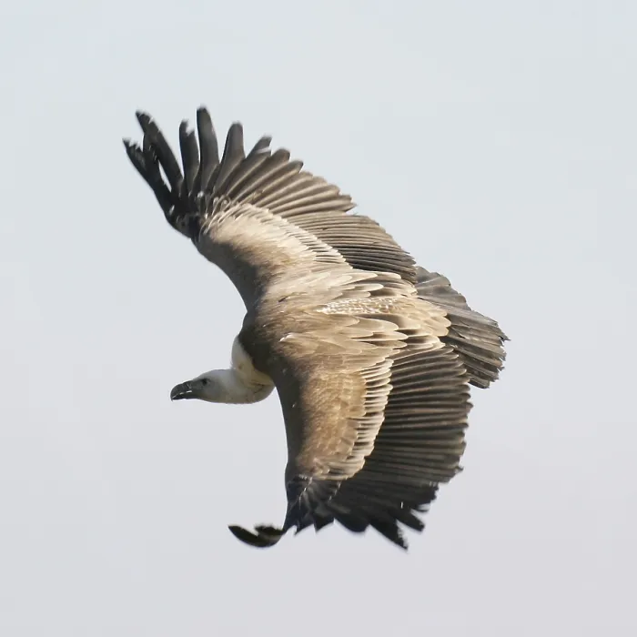 Gerahmter Druck : Mönchsvogel Gerahmter Druck : Mönchsvogel