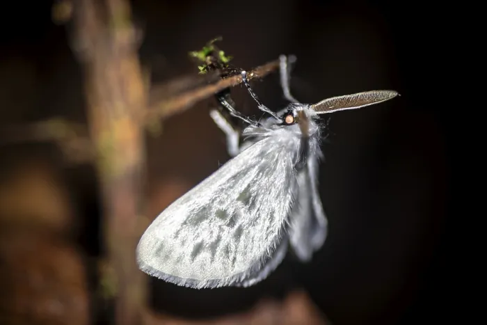 Gerahmter Druck : Haariger weißer Motten, Motten auf einem Stengel. Gerahmter Druck : Haariger weißer Motten, Motten auf einem Stengel.