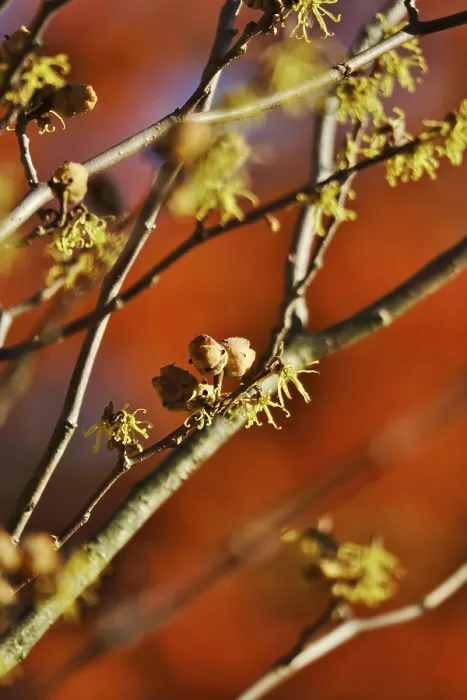 Gerahmter Druck : (Hamamelis), Herbst, Deutschland Gerahmter Druck : (Hamamelis), Herbst, Deutschland