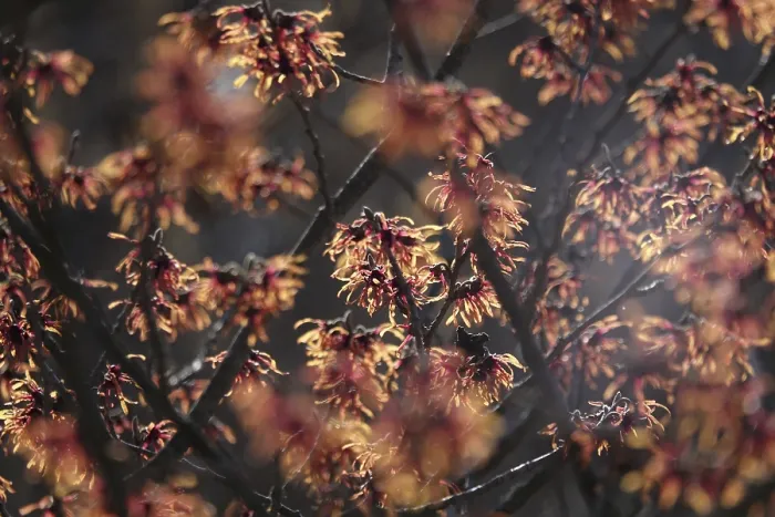 Gerahmter Druck : Hamamelis, Winter, Deutschland Gerahmter Druck : Hamamelis, Winter, Deutschland