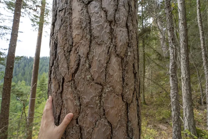 Gerahmter Druck : Hand auf Entenfarn im Wald. Gerahmter Druck : Hand auf Entenfarn im Wald.
