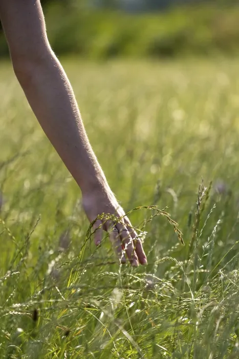 Gerahmter Druck : Hand streicht durch hohes Gras. Gerahmter Druck : Hand streicht durch hohes Gras.