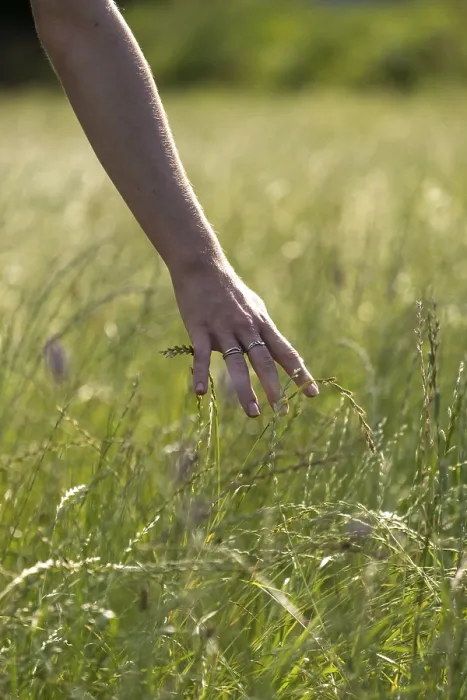 Gerahmter Druck : Hand streicht durch hohes Gras. Gerahmter Druck : Hand streicht durch hohes Gras.