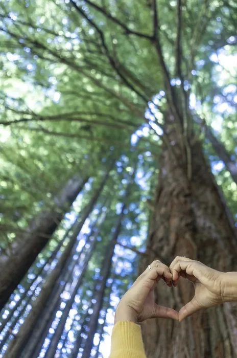 Gerahmter Druck : Hände bilden eine Herzform gegen einen aufragenden Baum. Gerahmter Druck : Hände bilden eine Herzform gegen einen aufragenden Baum.