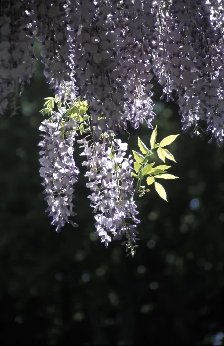 Gerahmter Druck : Hängende Blüten Gerahmter Druck : Hängende Blüten