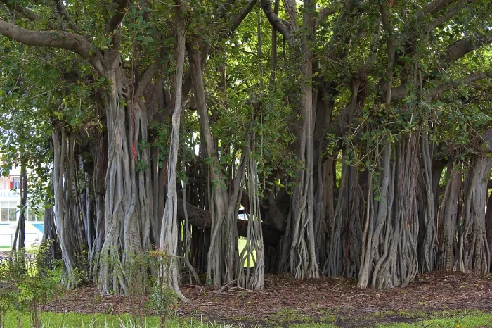 Gerahmter Druck : Hängende Äste eines Erdringerficus. Gerahmter Druck : Hängende Äste eines Erdringerficus.