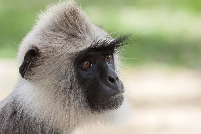 Gerahmter Druck : Hanumanganze (Semnopithecus sp)