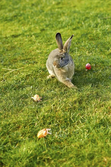 Gerahmter Druck : Frohes Ostern Hase. Gerahmter Druck : Frohes Ostern Hase.