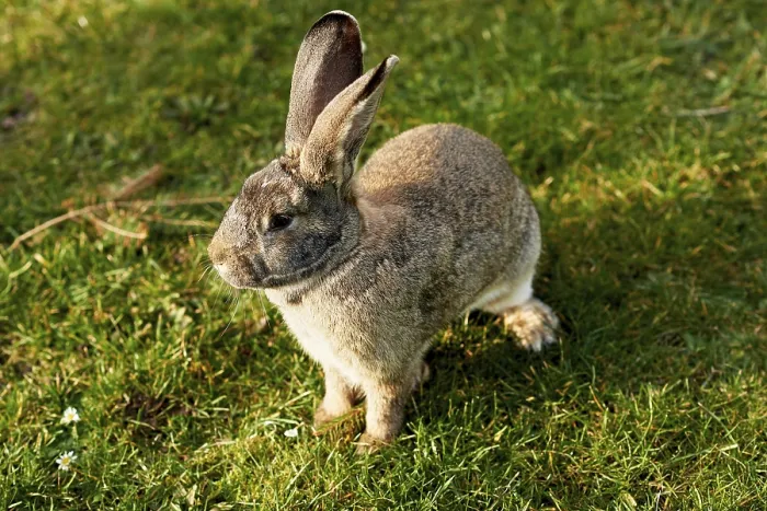 Gerahmter Druck : Frohes Ostern Hase Gerahmter Druck : Frohes Ostern Hase