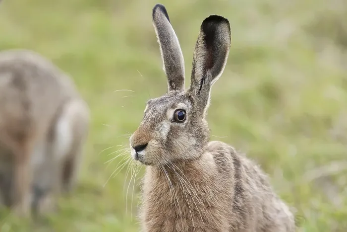 Gerahmter Druck : Hase in einem Lichtungen ein Portrait. Gerahmter Druck : Hase in einem Lichtungen ein Portrait.