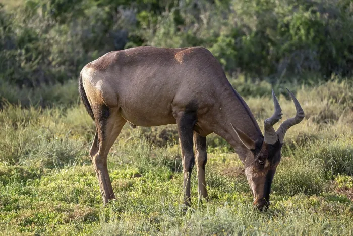 Gerahmter Druck : Hartebeest (Alcelaphus buselaphus) Gerahmter Druck : Hartebeest (Alcelaphus buselaphus)