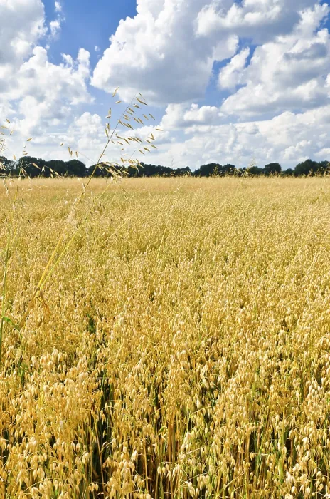 Gerahmter Druck : Erntezeit Gerahmter Druck : Erntezeit