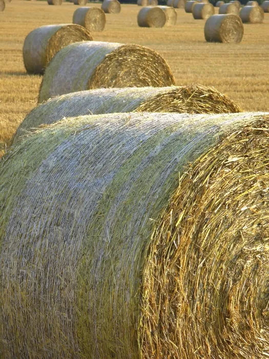 Gerahmter Druck : Erntezeit Gerahmter Druck : Erntezeit