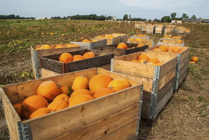 Gerahmter Druck : Gepflückte Kürbisse auf einem Feld in Loderup. Gerahmter Druck : Gepflückte Kürbisse auf einem Feld in Loderup.