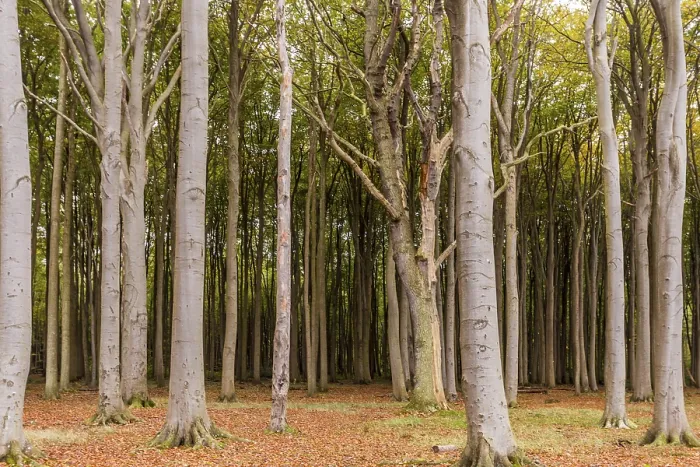 Gerahmter Druck : Verfluchter Wald Gerahmter Druck : Verfluchter Wald