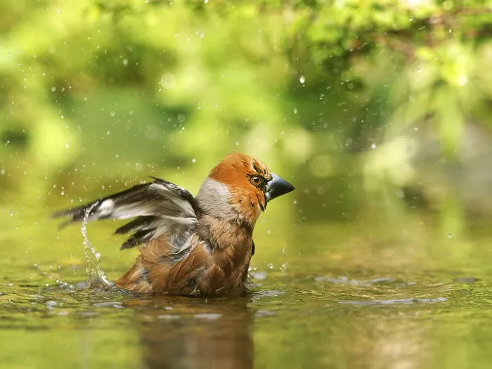 Gerahmter Druck : Habichtskrähe (Coccothraustes coccothraustes) Gerahmter Druck : Habichtskrähe (Coccothraustes coccothraustes)