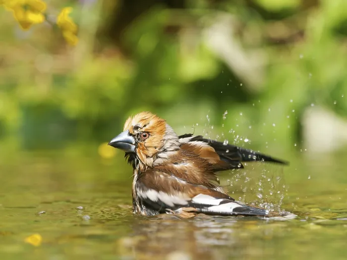 Gerahmter Druck : Habichtskrahe (Coccothraustes coccothraustes) Gerahmter Druck : Habichtskrahe (Coccothraustes coccothraustes)