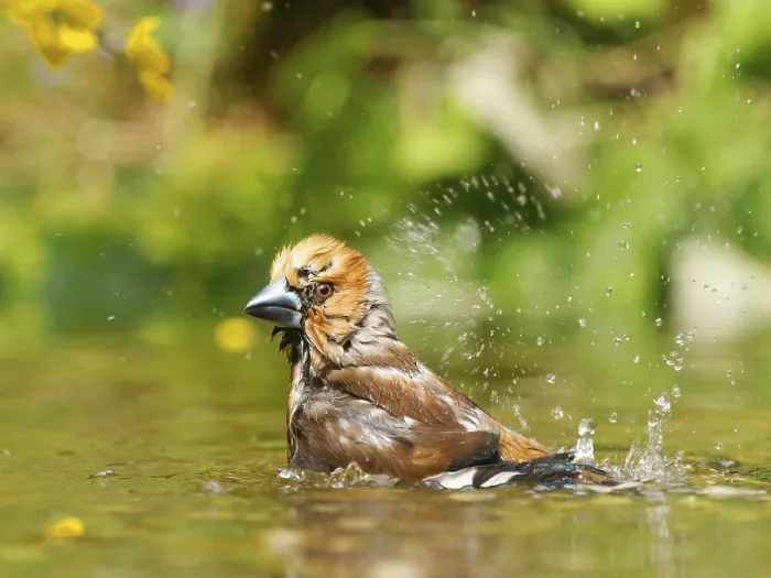 Gerahmter Druck : Habichtskrähe (Coccothraustes coccothraustes) Gerahmter Druck : Habichtskrähe (Coccothraustes coccothraustes)