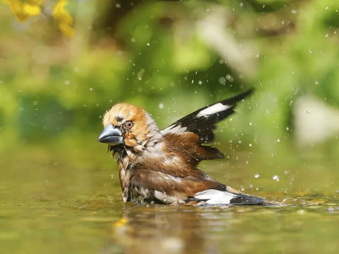 Gerahmter Druck : Habichtskrahe (Coccothraustes coccothraustes) Gerahmter Druck : Habichtskrahe (Coccothraustes coccothraustes)
