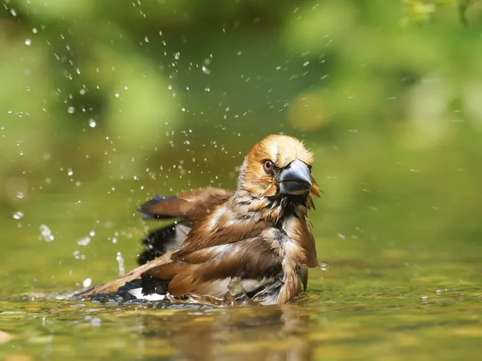 Gerahmter Druck : Habichtskrähe Gerahmter Druck : Habichtskrähe