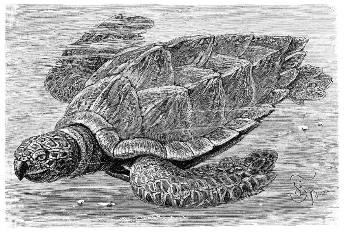 Gerahmter Druck : Schildkröte der Sperlingswal (Chelone imbricata) Gerahmter Druck : Schildkröte der Sperlingswal (Chelone imbricata)