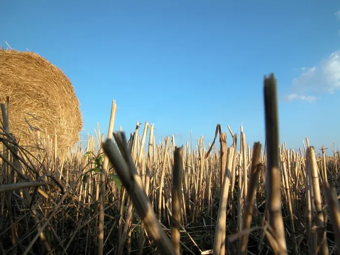 Gerahmter Druck : Hay Gerahmter Druck : Hay