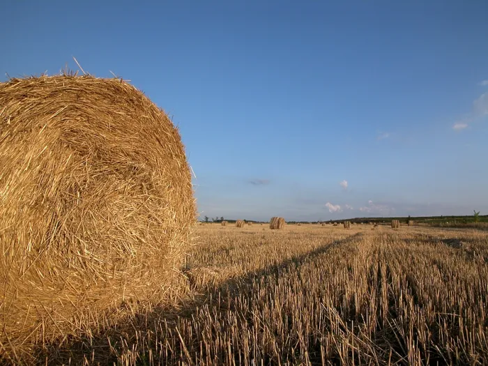 Gerahmter Druck : Hay Gerahmter Druck : Hay