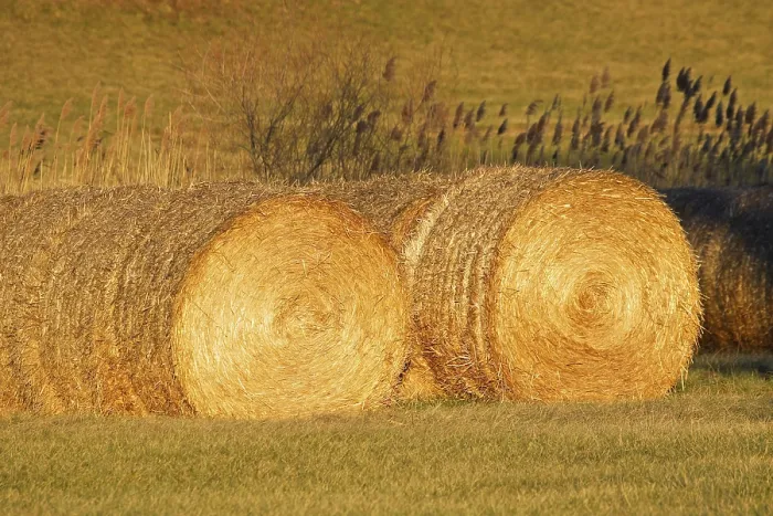 Gerahmter Druck : Heuhaufen Gerahmter Druck : Heuhaufen