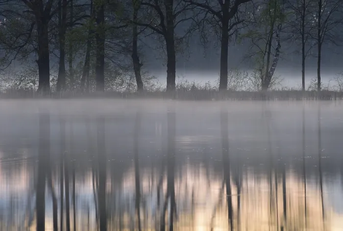 Gerahmter Druck : Nebel über einem See mit Spiegelung von Bäumen. Gerahmter Druck : Nebel über einem See mit Spiegelung von Bäumen.