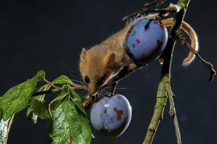 Gerahmter Druck : Haselmaus, Haselmäuse, Muscardinus avellanarius Gerahmter Druck : Haselmaus, Haselmäuse, Muscardinus avellanarius