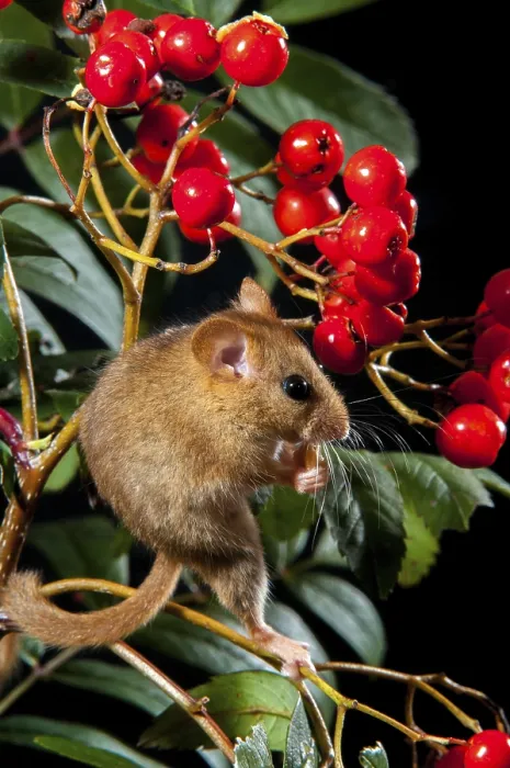 Gerahmter Druck : Haselmaus, Haselmäuse, Muscardinus avellanarius Gerahmter Druck : Haselmaus, Haselmäuse, Muscardinus avellanarius