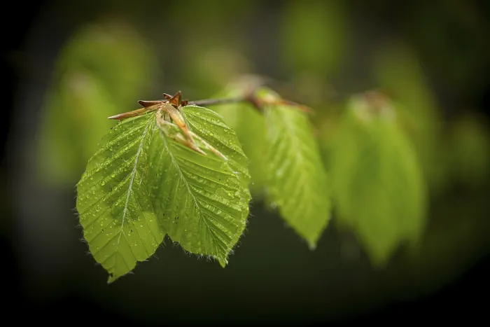 Gerahmter Druck : Haselnussblatt (Corylus avellana) Gerahmter Druck : Haselnussblatt (Corylus avellana)