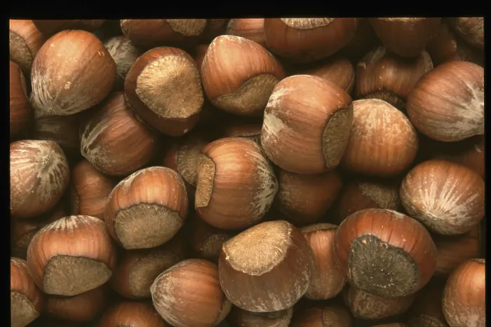 Gerahmter Druck : Hazelnuts Gerahmter Druck : Hazelnuts