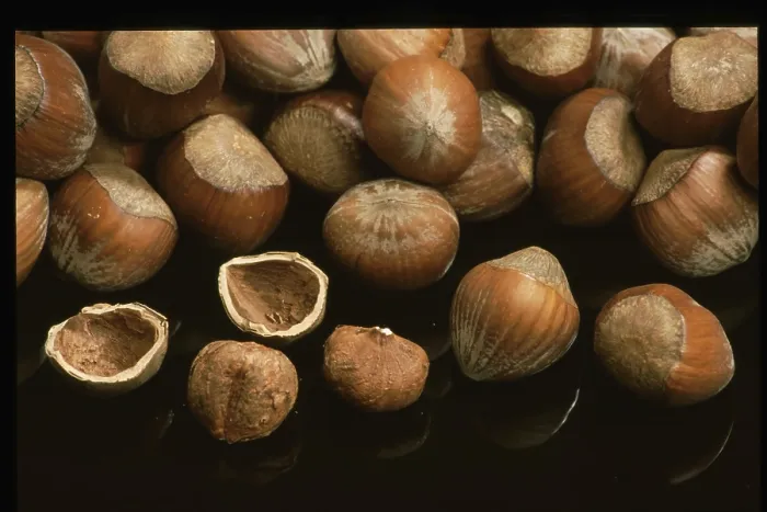 Gerahmter Druck : Hazelnuts Gerahmter Druck : Hazelnuts