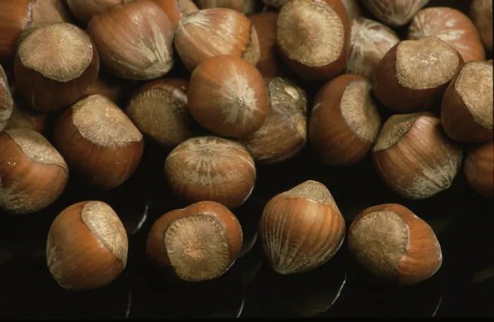 Gerahmter Druck : Hazelnuts Gerahmter Druck : Hazelnuts
