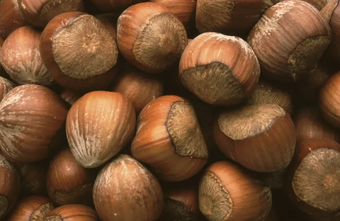 Gerahmter Druck : Haselnüsse, Haselnüsse. Gerahmter Druck : Haselnüsse, Haselnüsse.