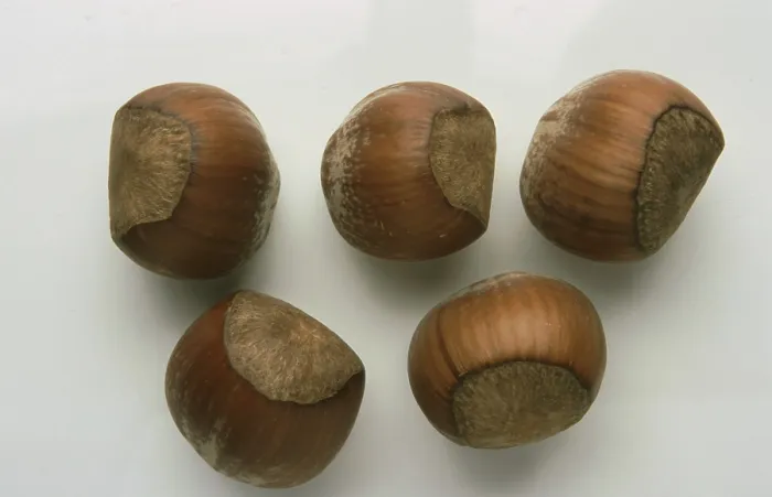 Gerahmter Druck : Haselnüsse, Haselnüsse Gerahmter Druck : Haselnüsse, Haselnüsse
