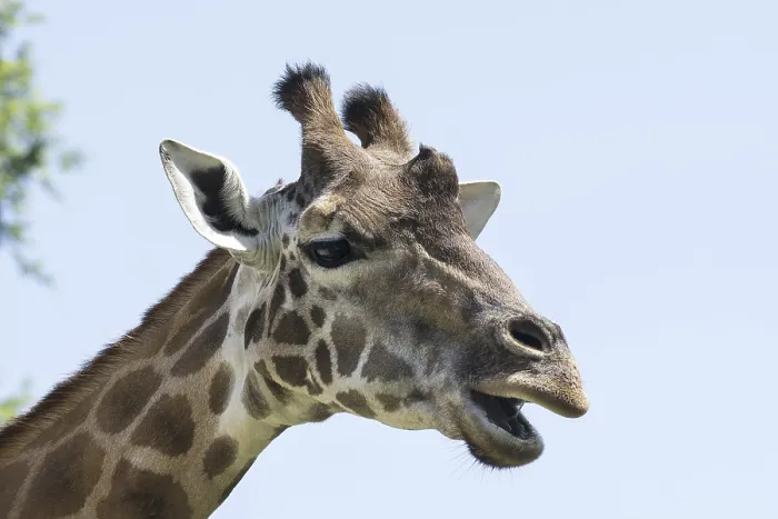 Gerahmter Druck : Der Kopf eines Giraffen. Gerahmter Druck : Der Kopf eines Giraffen.