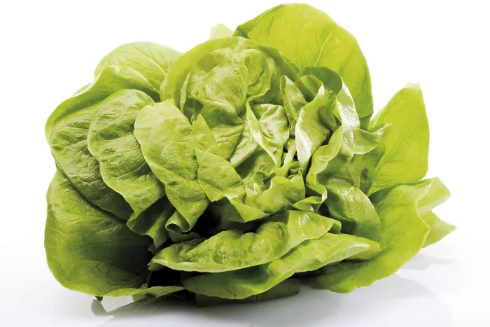 Gerahmter Druck : Kopf Salat Gerahmter Druck : Kopf Salat