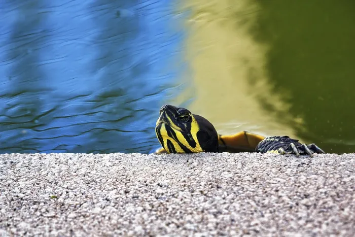 Gerahmter Druck : Kopf eines Gelbbauch-Schildkröten (Trachemys scripta scripta) in einem Teich.