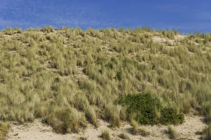Gerahmter Druck : Heide-Landschaft, Dünengebiet Gerahmter Druck : Heide-Landschaft, Dünengebiet