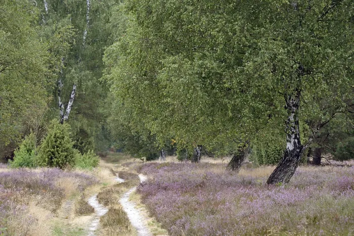 Gerahmter Druck : Heide-Landschaft, typische Vegetation. Gerahmter Druck : Heide-Landschaft, typische Vegetation.