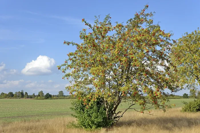 Gerahmter Druck : Heide-Landschaft, typische Vegetation. Gerahmter Druck : Heide-Landschaft, typische Vegetation.