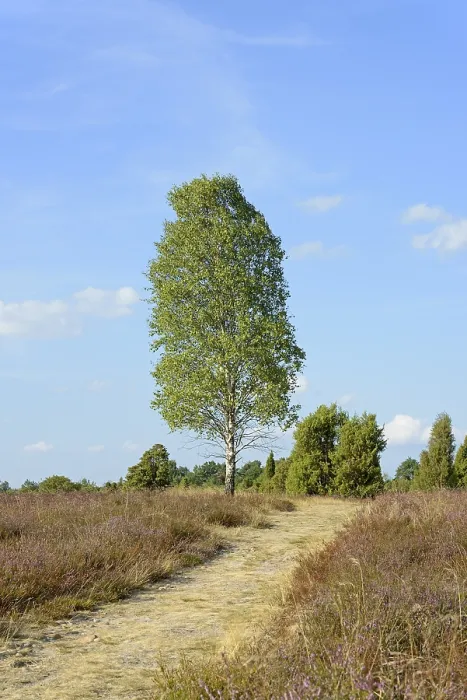 Gerahmter Druck : Heide-Landschaft, typische Vegetation. Gerahmter Druck : Heide-Landschaft, typische Vegetation.