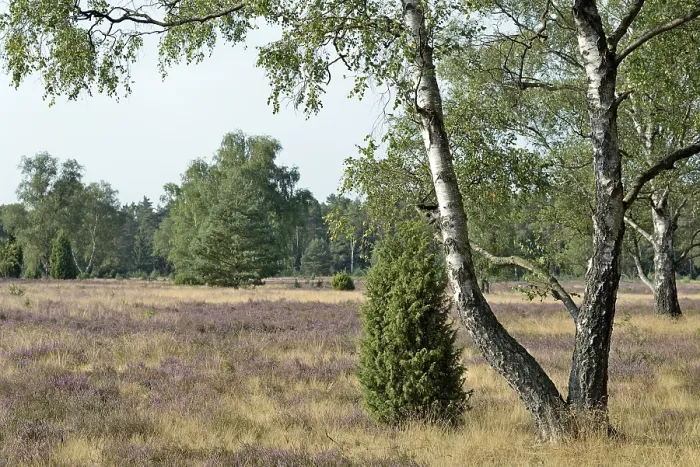 Gerahmter Druck : Heide-Landschaft, typische Vegetation. Gerahmter Druck : Heide-Landschaft, typische Vegetation.