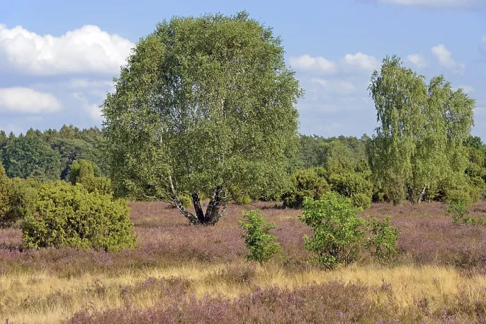 Gerahmter Druck : Heide-Landschaft, typische Vegetation. Gerahmter Druck : Heide-Landschaft, typische Vegetation.