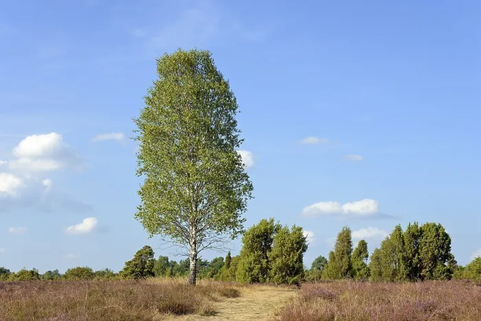 Gerahmter Druck : Heide-Landschaft, typische Vegetation. Gerahmter Druck : Heide-Landschaft, typische Vegetation.