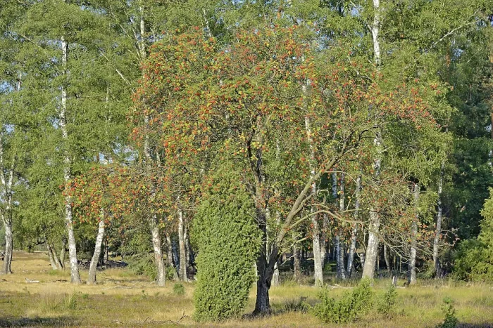 Gerahmter Druck : Heide-Landschaft, typische Vegetation. Gerahmter Druck : Heide-Landschaft, typische Vegetation.