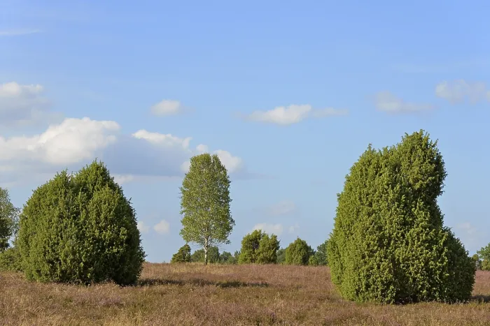 Gerahmter Druck : Heide-Landschaft, typische Vegetation. Gerahmter Druck : Heide-Landschaft, typische Vegetation.
