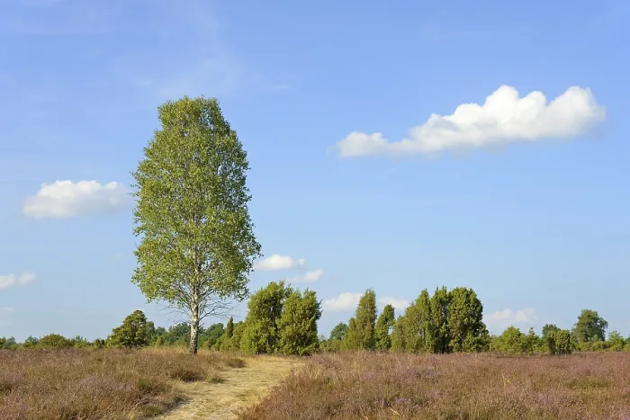 Gerahmter Druck : Heide-Landschaft, typische Vegetation. Gerahmter Druck : Heide-Landschaft, typische Vegetation.